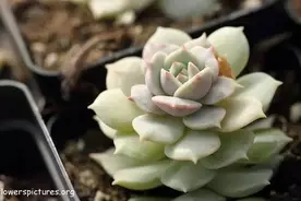 对猫狗无毒的十种多肉植物，误食也安全，放心买买买！图片