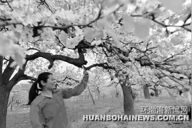 迁西：梨花一枝春带雨图片