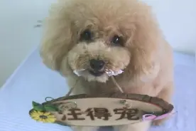 下雨天到底能不能带狗狗出门？你知道吗？