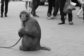 图虫纪实摄影：最后的耍猴人图片