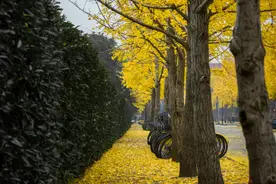 交大的秋！满园尽是黄金叶，你我皆为画中人图片