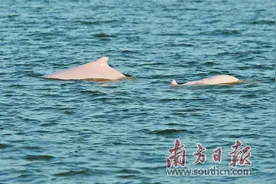 中华白海豚“回归”汕头湾图片