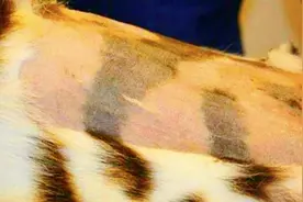 老虎没有毛了是什么样的？中国网友：大花纹身，不愧是社会哥