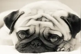 史上最凄惨的背景音乐《Gypsy Airs, Op. 20》绝对悲壮，没有之一视频封面