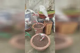 下山桩 几棵金弹子 保温保湿 套袋高培栽种效果