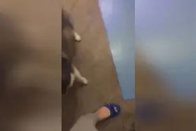 每次女主人吹头发二哈都要做这个动作，它是什么意思？