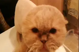 喵星人被剃毛了之后一直不开心，看到主人就生气视频封面