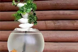 创意科技绿植与鱼儿共生的鱼缸图片