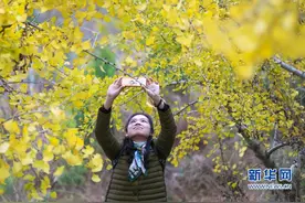福建长汀：霜风起，漫山翻黄银杏叶图片