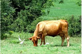 食草动物不吃肉为什么也会长肌肉呢？图片