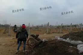 湖北猕猴桃排全国“第九”，仿野生+深加工+采摘游誓夺前三图片