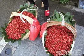 安顺樱桃上市了图片