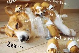 把迷你羊毛毡当成宝宝养，母爱爆发的超萌柯基！图片