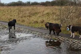流浪山羊被领养，但它一直以为自己是一条狗图片