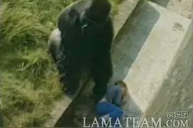 5岁男孩掉进大猩猩园区所有人被吓惨，接下来的事几十年无法忘怀图片