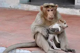 猴子收养流落街头的小狗，它的行为给无数人上了一课！图片