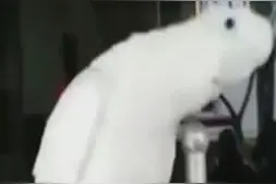 魔性！鹦鹉跟着神曲小苹果起舞  舞蹈与音乐完美合拍让人惊呆图片