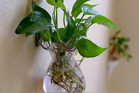 遇水即活，来看绿萝这朵生命之花的盆栽养植攻略图片