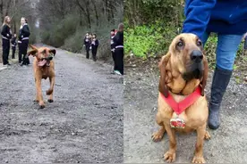 主人傻眼！爱犬出去小便，混入马拉松获第七名图片