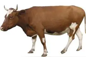 准妈妈梦见牛？是好事哦，快来看看代表什么吧！图片