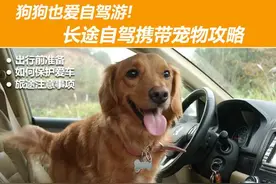 过年回家长途驾车携带宠物攻略图片
