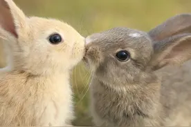 40组超赞的动物亲吻图，虽然实力虐狗，但真的是萌翻了！图片