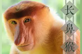 盘点猴界之最：最大、最小、最聪明的，分别是哪种猴子？图片