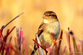 暖，柏林的暖暖冬日图片