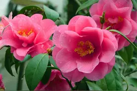 山茶花到底有什么魅力，使得郭沫若为其盛赞（附养护攻略)图片