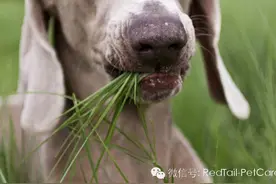 专家问与答：我的狗狗为什么要吃草？图片