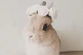 嘘~奴家是枚安静优雅的美女纸~图片