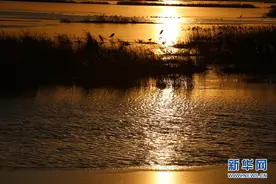 航拍北大港湿地 “候鸟天堂”不断扩大图片