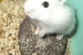 银狐仓鼠咬人吗 银狐仓鼠不怎么咬人图片