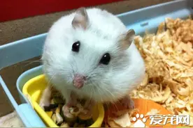 银狐仓鼠喂什么 银狐仓鼠怎么养比较好图片