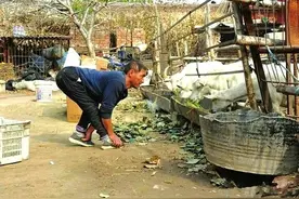 文水县马西村李学旺：身残志坚自强不息图片