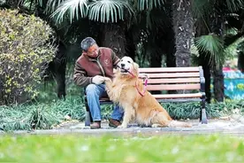 河南9岁金毛犬16个"老婆"，子孙上千，主人咋养的？图片