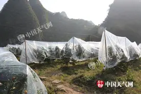 平乐砂糖橘果树盖膜防霜冻图片