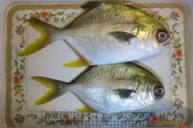 渔医一线报告：注意！金鲳鱼脑子进虫了！图片