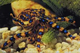 剧毒蓝环章鱼当宠物 成都实体店可预定200元一只图片