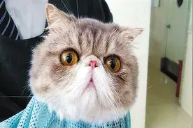 波斯猫：甜美的猫中贵族图片