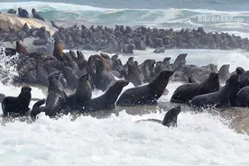南非，大西洋盛大的海豹乐园图片