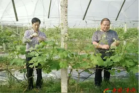 涟源市青年农场主曾志华“回炉再造”致力发展立体农业图片