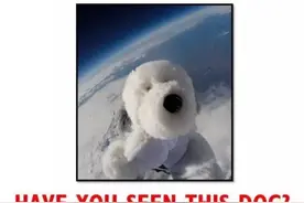 这几天，英国有一群小学生...正在找一只被他们发射上天的狗...图片