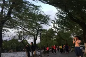 早班车︱雾中杜鹃别样美 乡村旅游正新潮图片