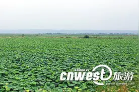 合阳将举办首届中国合阳洽川爱情文化节图片