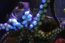 章鱼水族馆越狱 专家：章鱼原本就是逃脱大师图片