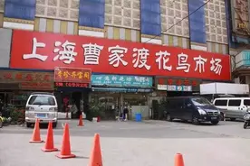 「提示」曹家渡花鸟市场下周二关闭，还有这些花鸟市场等你逛图片