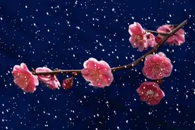 今日冬至｜蚯蚓结、糜角解、水泉动，到底是什么？图片