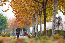 巴南：梧桐飞叶满城金图片