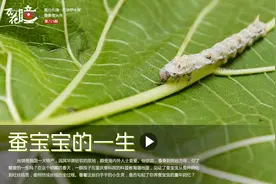 蚕宝宝的一生-今日重庆图片